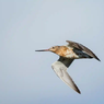 Pecahkan Rekor Dunia, Burung Bar-Tailed Godwit Terbang Sejauh 13.560 Km Tanpa Henti