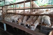 Kurban Sapi Patungan atau Kambing Sendiri, Mana Lebih Utama? Ini Penjelasan Ulama