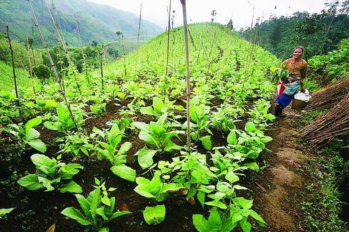 ILUSTRASI: Dalam kondisi iklim dan cuaca yang kurang menentu saat ini, harga tembakau menjadi sangat fluktuatif sehingga mental para petani akan terpengaruh, karenanya petani harus bisa mengelola kondisi tersebut dengan baik.