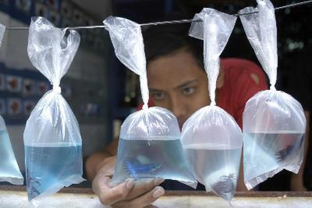 Andika tengah melihat ikan cupang yang dijual di Pasar Barito, Jakarta Selatan, Kamis (17/1). Akibat adanya rencana eksekusi pembongkaran pasar ini, pedagang mengobral harga ikan.  Kristianto Purnomo (KP) 17/1/2008