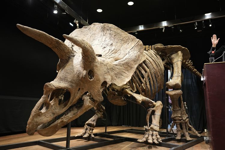Kerangka triceratops terbesar di dunia yang pernah ditemukan, dikenal sebagai Big John, saat ditampilkan dalam lelang di Paris pada Kamis (21/10/2021). Kerangka Big John diperkirakan berusia 66 juta tahun, ditemukan pada 2014 di South Dakota, Amerika Serikat, dan laku dilelang 6,6 juta euro (Rp 109 miliar) oleh rumah lelang Drouot di Paris, Perancis.