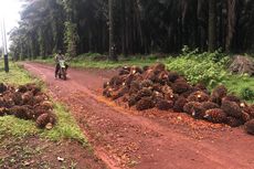 Curi Sawit di Kebun Perusahaan, Mantan Anggota DPRD Tanah Laut Kalsel Ditangkap