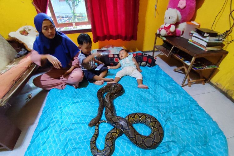 Satu keluarga, Fauzi, Elis, Rafasya, dan Raisa, warga Desa Kertaungaran, Kecamatan Sindang Agung, Kabupaten Kuningan, Jawa Barat hidup bersama ular tahunan. Mereka bermain hingga tidur bersama ular.