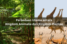 Perbedaan Utama Kingdom Animalia dan Plantae
