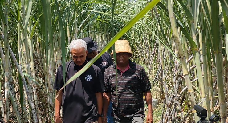 Petani Blak-blakan ke Ganjar, Harga Jual Gula Lebih Menguntungkan di Pabrik Swasta ketimbang Pemerintah