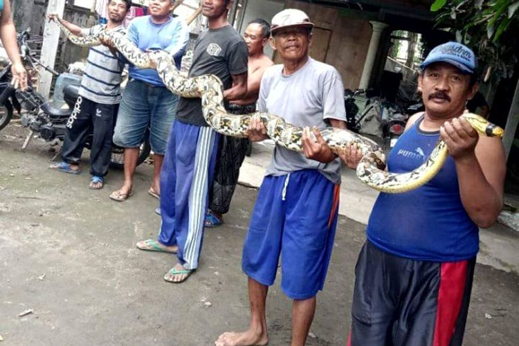 Warga Desa Gembongan, Kecamatan Ponggok, Kabupaten Blitar menunjukkan ular sanca 4,5 meter yang ditemukan di belakang rumah warga, Rabu (22/12/2021)