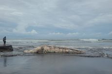 Bangkai Paus Seberat 2 Ton Terdampar di Pantai Batu Lumbang Bali, Proses Penguburan Butuh 2 Hari
