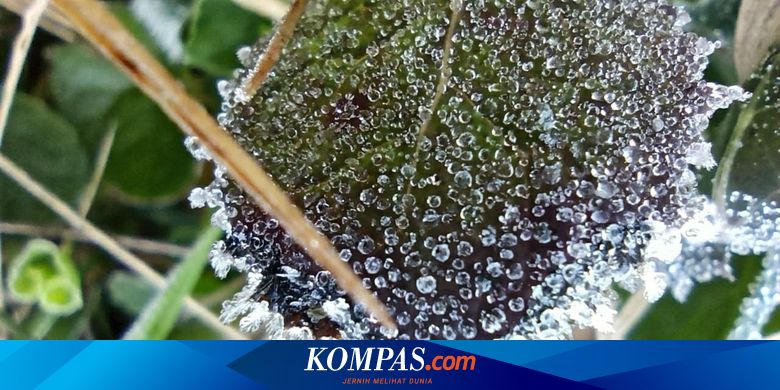 Fakta Unik Fenomena Embun Es Di Kawasan Dieng 7 Kali Terjadi Di Tahun Ini Halaman All Kompas Com