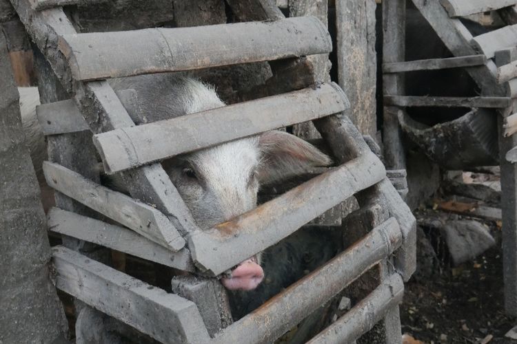 Ternak babi milik warga Kabupaten Sikka. Wilayah tersebut sedang terserang flu babi Afrika (ASF) sehingga perlu pengawasan ketat ternak babi yang masuk dan ke luar Sikka.