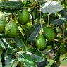 6 Manfaat Daun Alpukat, Ampuh Turunkan Asam Urat dan Hipertensi
