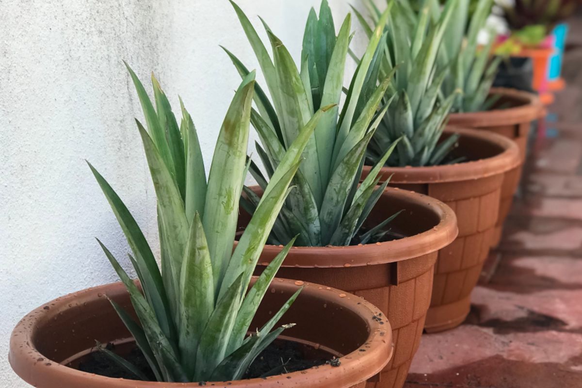 Ilustrasi pembibitan buah nanas