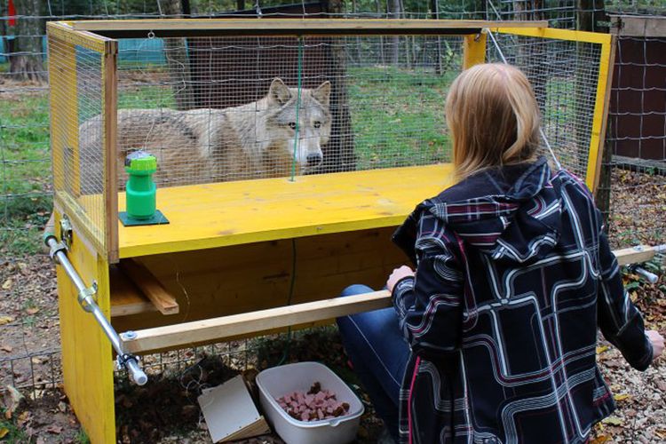 Pengujian yang dilakukan oleh para peneliti dari Wolf Science Center di University of Veterinary Medicine, Wina.