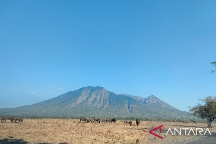 Gunung Baluran tampak dari padang sabana kawasan Taman Nasional Baluran Situbondo, Jawa Timur.