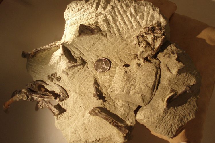 Paleontolog menemukan fosil burung hantu berusia 48 juta tahun yang terawetkan dengan sangat baik