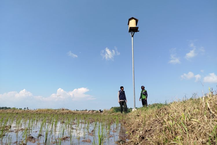 Cara Petani Banyuwangi Lawan Tikus Tanpa Racun Kimia