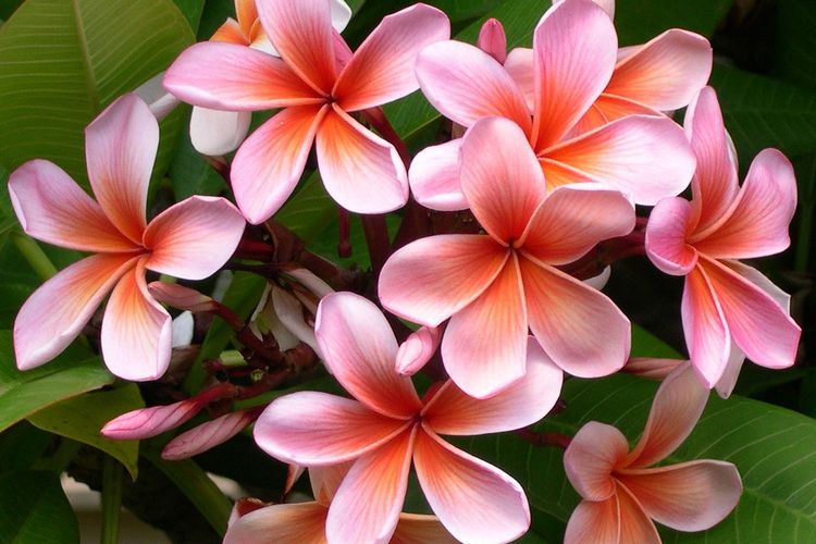 Ilustrasi bunga kamboja.