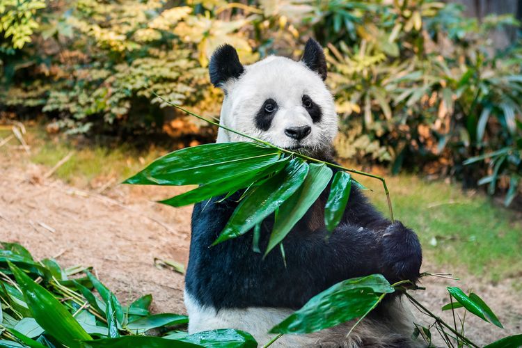 Ilustrasi panda di Hong Kong Jockey Club Sichuan Treasures di Ocean Park, Hong Kong.