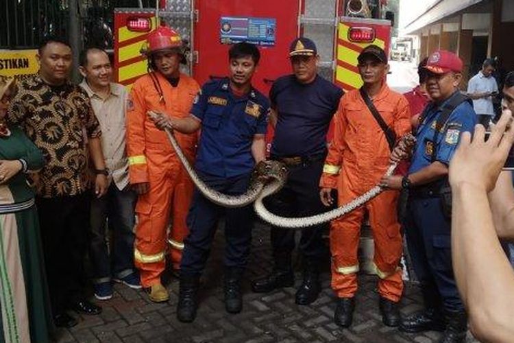Petugas Damkar mengevakuasi ular yang melilit lampu jalan di Cipete Utara, Jakarta Selatan pada Jumat (17/1/2020)