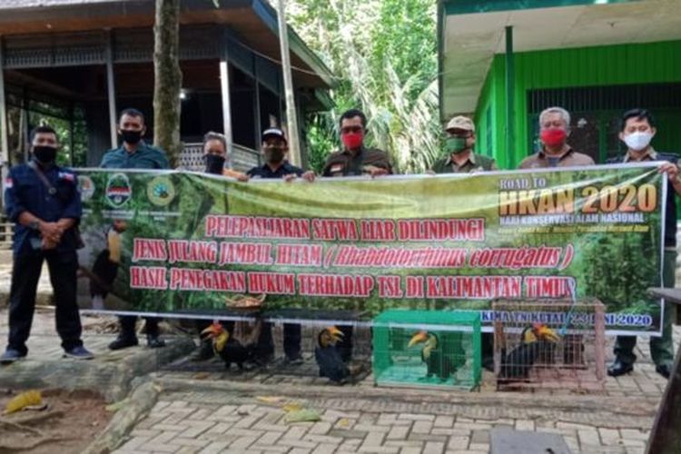 Pelepasliaran burung jurang jambul hitam