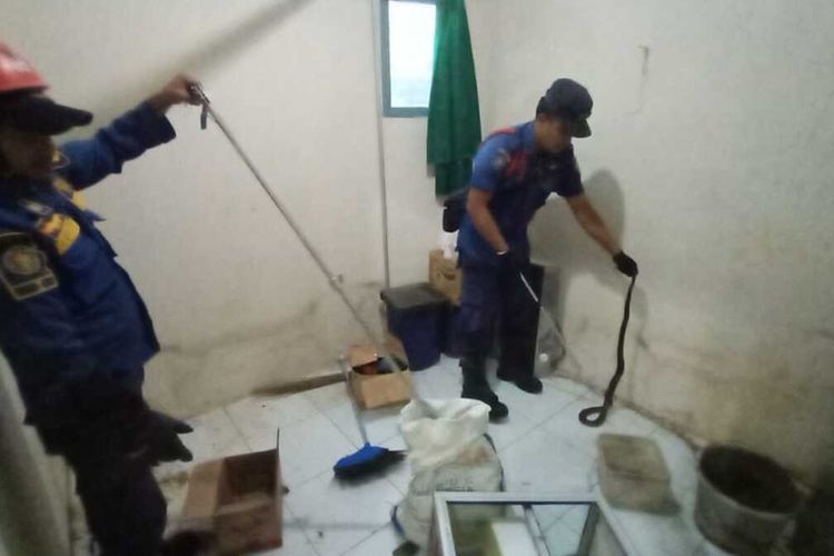 Petugas Damkar berhasil mengevakuasi dua ekor ular kobra di Kelurahan Sukahati, Kecamatan Cibinong, Kabupaten Bogor, Jawa Barat pada Jumat (1/7/2022) siang.