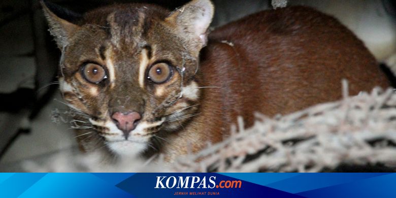 Mengenal Kucing Emas Hewan  Langka  Keluarga Harimau