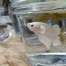 Ciri Ikan Cupang Kesepian, Stres dan Cara Mengatasinya 