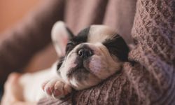 Dari Telentang hingga Meringkuk, Ini Arti Posisi Tidur Anjing