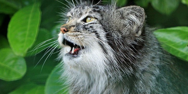 5 Fakta Kucing Pallas Hewan Berbulu Dengan Ekspresi Menggemaskan Halaman All Kompas Com