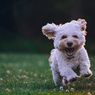 10 Tanda Anjing Sedang 