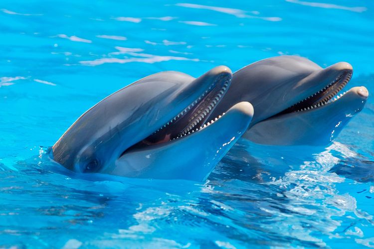 Lumba-lumba: Mamalia laut yang Cerdas