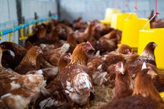 Peluang Usaha Ternak Ayam Kampung, Bisnis Menjanjikan di Masa Pandemi yang Bisa Dilakukan