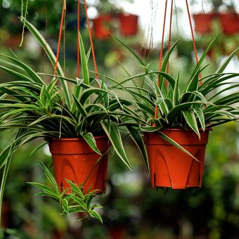 Ilustrasi tanaman hias spider plant atau tanaman laba-laba. 