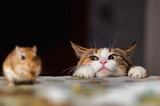 Pelihara Kucing Cara Efektif Usir Tikus dari Rumah, Benarkah?