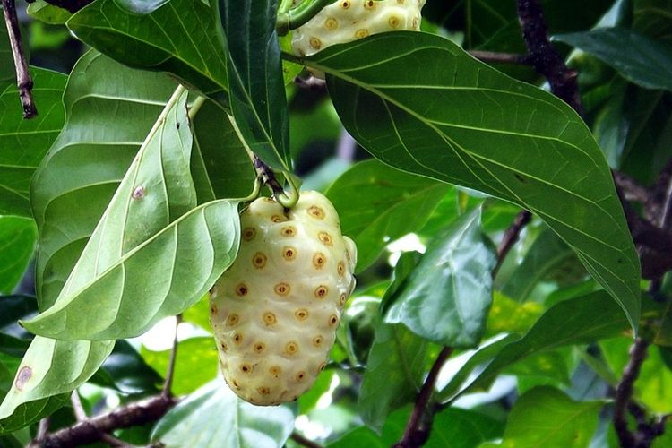 Ilustrasi buah mengkudu. 