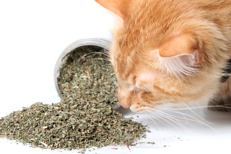 Ilustrasi kucing sedang menikmati catnip. Catnip pun dapat digunakan untuk mengusir kecoak di rumah. 