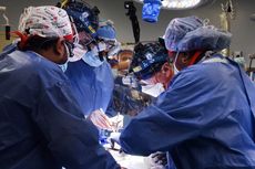Dua Pasien “Brain Death” Jalani Transplantasi Jantung Babi ke Manusia, Tunjukan Responds Positif
