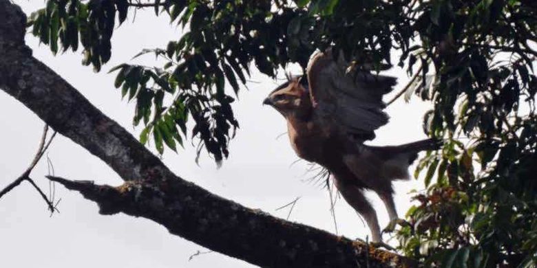 Burung Garuda Kembali Ditemukan