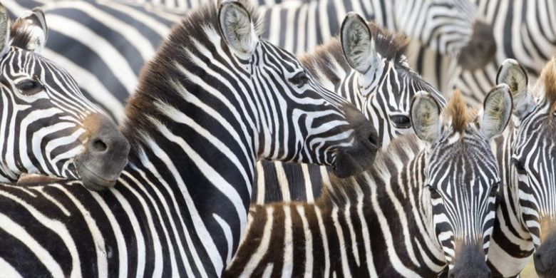 ilustrasi zebra