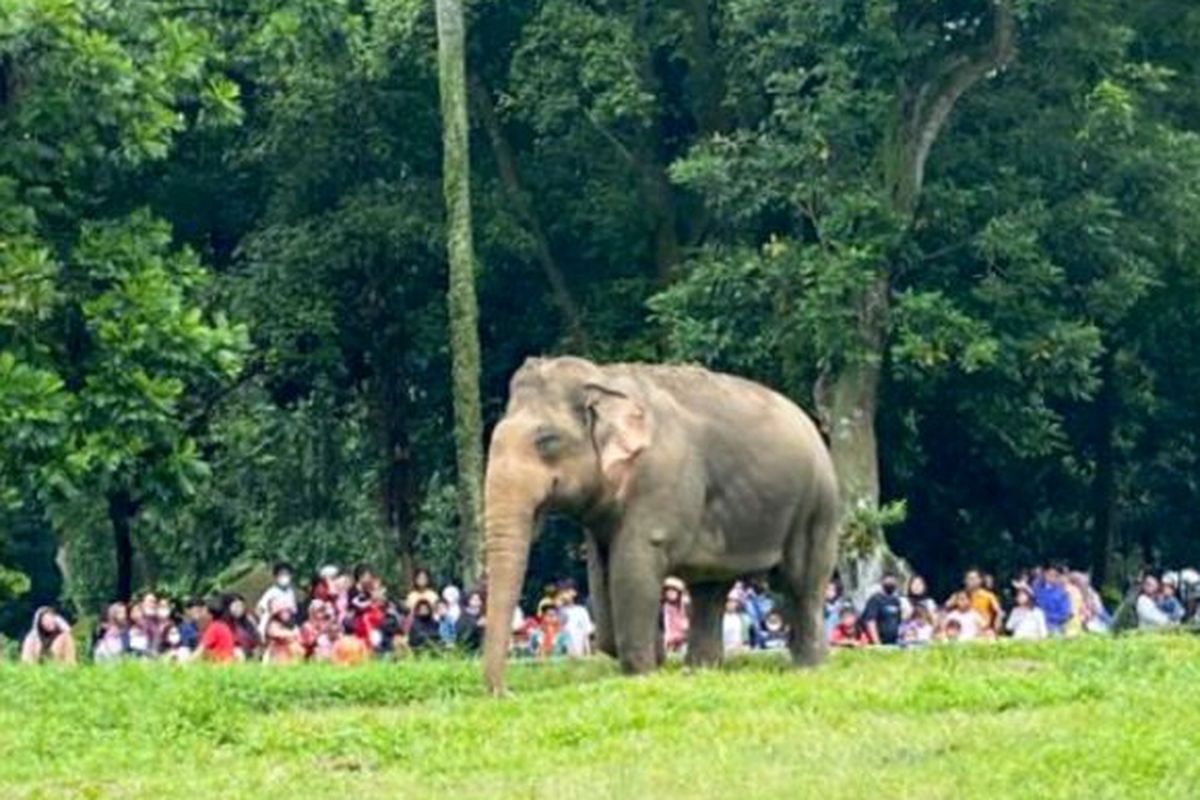 Salah satu gajah yang menjadi koleksi Taman Margasatwa Ragunan, Jakarta, Senin (26/12/2022). 