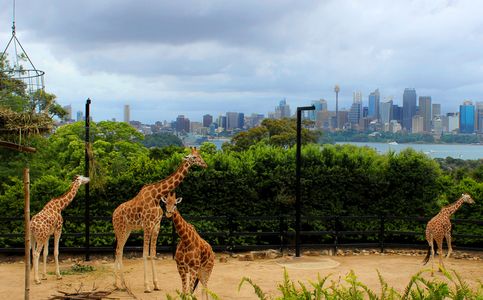 Video of Indonesian Village Replica in Australia's Taronga Zoo Trends on TikTok