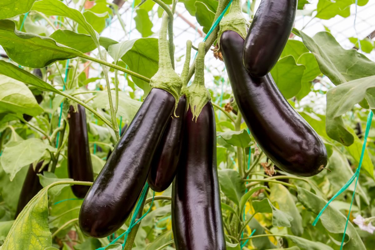 Ilustrasi tanaman terong siap panen