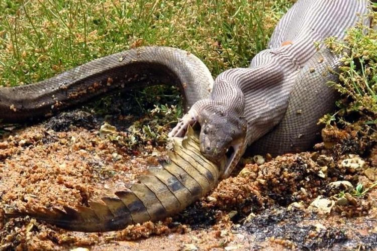 Detik-detik seekor ular raksasa menelan buaya