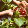 Alur Pengolahan Kopi, dari Buah Jadi Biji Kopi Bernilai di Mata Petani