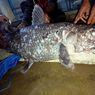 Kisah Nelayan Gorontalo Tangkap Ikan Purba Coelacanth, 