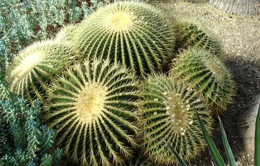 Echinocactus grusonii