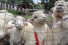 Gordon Ramsay Dikecam Netizen Usai Unggah Video Sekelompok Domba