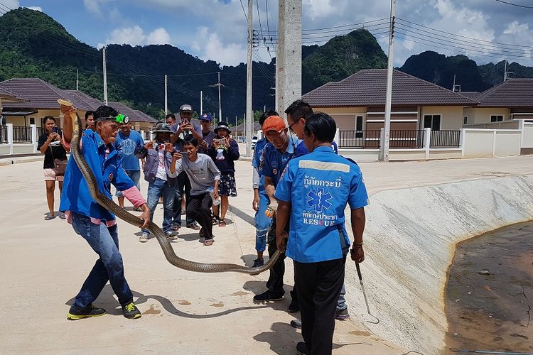 Petugas dari kelompok penyelamat satwa liar, Krabi Pitakpracha Foundation, saat berupaya menangkap seekor King Cobra sepanjang lebih dari empat meter dari dalam selokan.