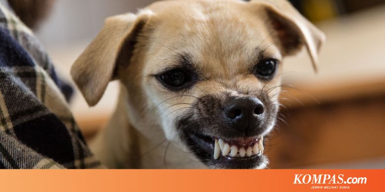 Apa Yang Harus Dilakukan Bila Anda Digigit Anjing Halaman All