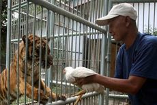 Hilang Insting Liar, Harimau Ini Cuma Menjilati Saat Diberi Anak Ayam 