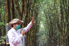 16.000 Ha Lahan Kosong Disulap Jadi Obyek Wisata Sawah Tampak Siring